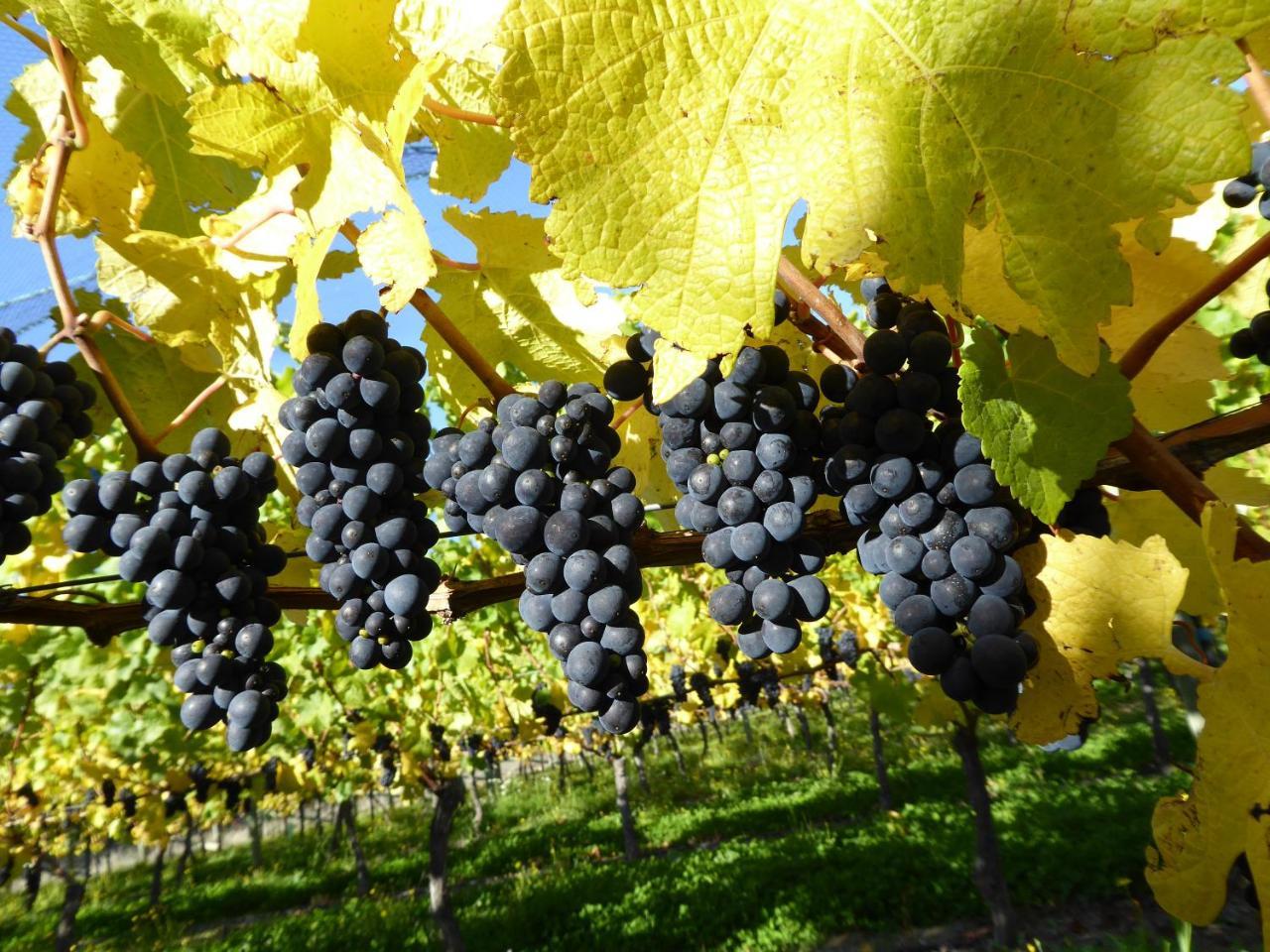 Grey Ridge Vineyard Experience Alexandra Exterior foto
